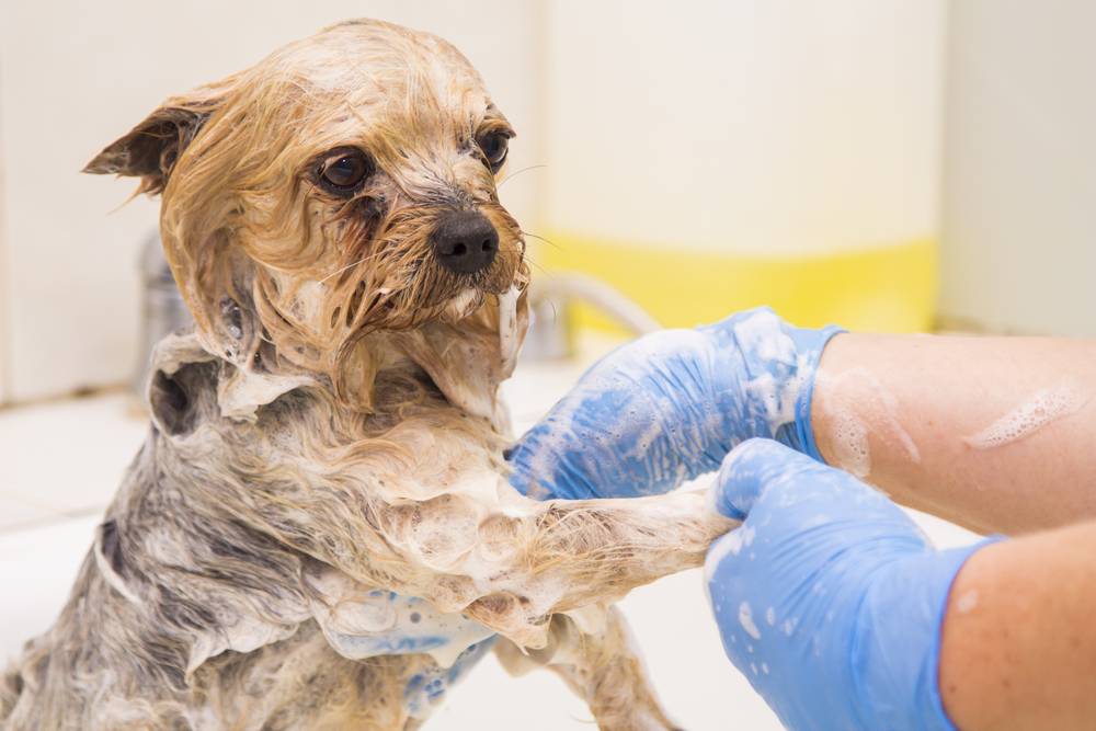 Как мыть собаку шампунем: все правила и секреты