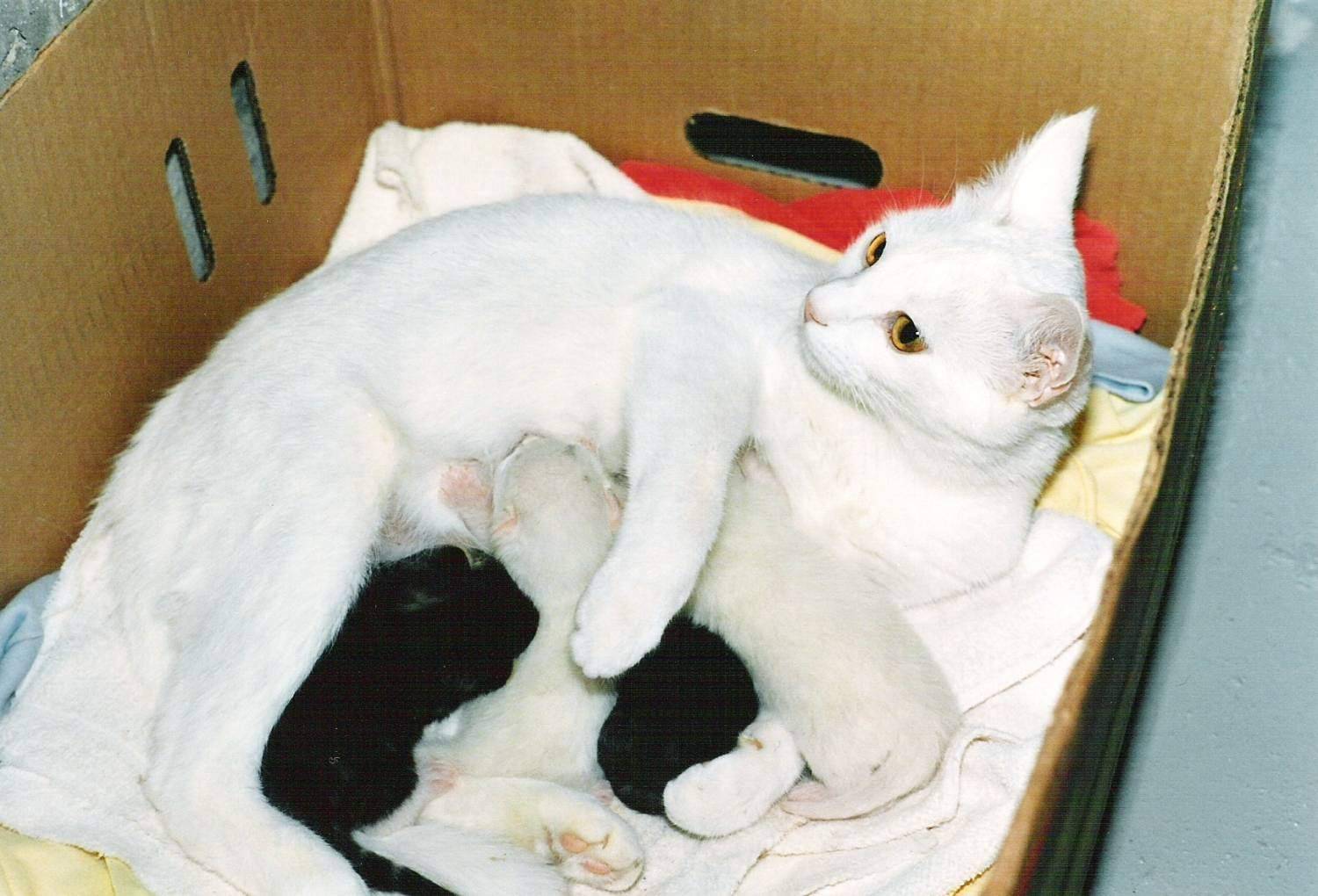 Сколько рожает кошка?