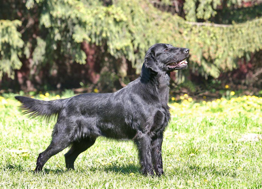 Описание породы собак прямошерстный ретривер: характер, уход, предназначение. прямошерстный ретривер (черный гладкошерстный флэт)