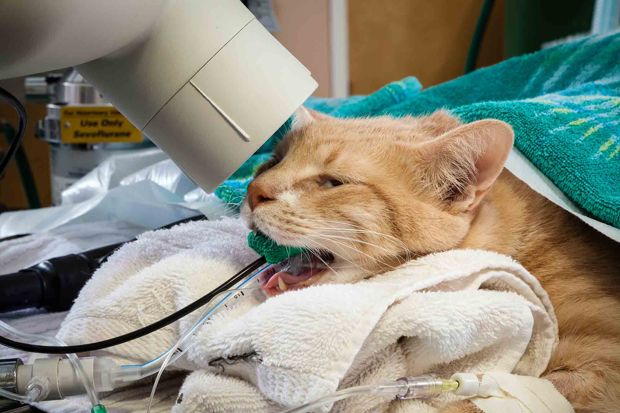 Как понять, что кот заболел: признаки больной кошки, симптомы – советы ветеринаров