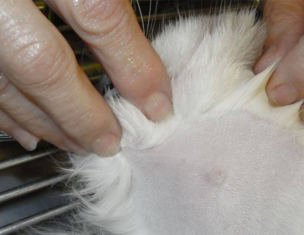 Что делать, если у кошек на подушечках лап появляются наросты: советы ветеринара