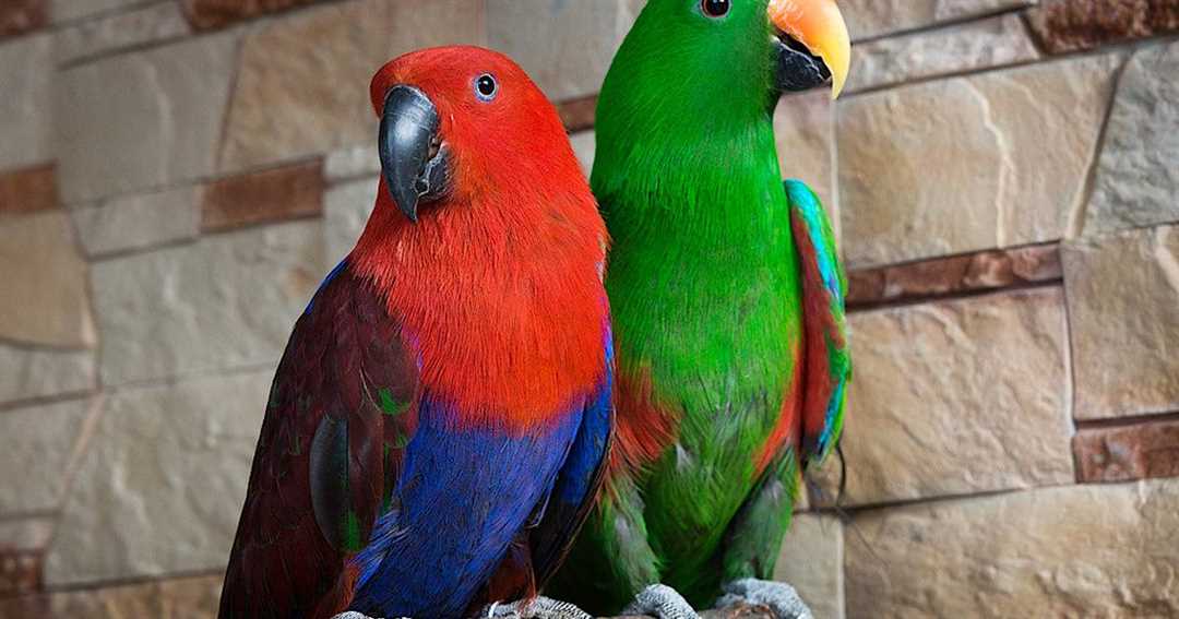 Благородный зелёно-красный попугай (eclectus roratus)