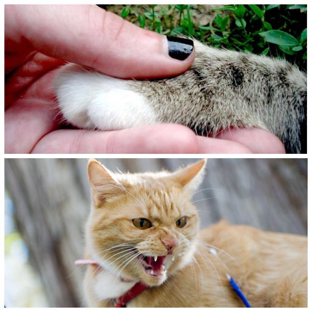 Что делать, если укусила или поцарапала кошка, в том числе, если опухла рука после укуса