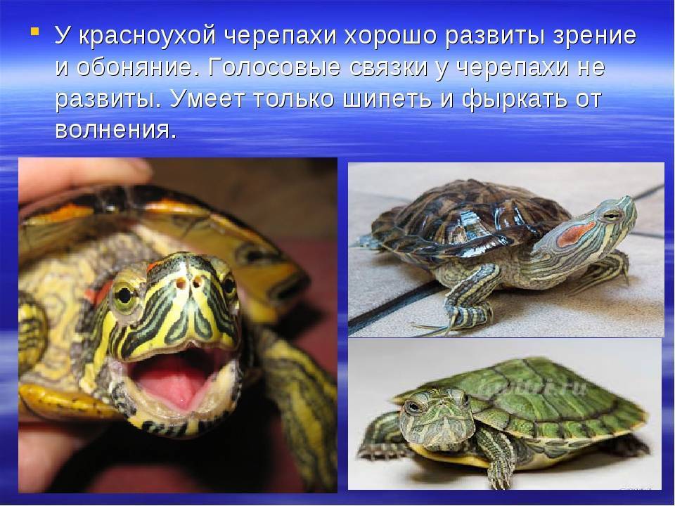 Красноухая черепаха. уход и кормление в домашних условиях