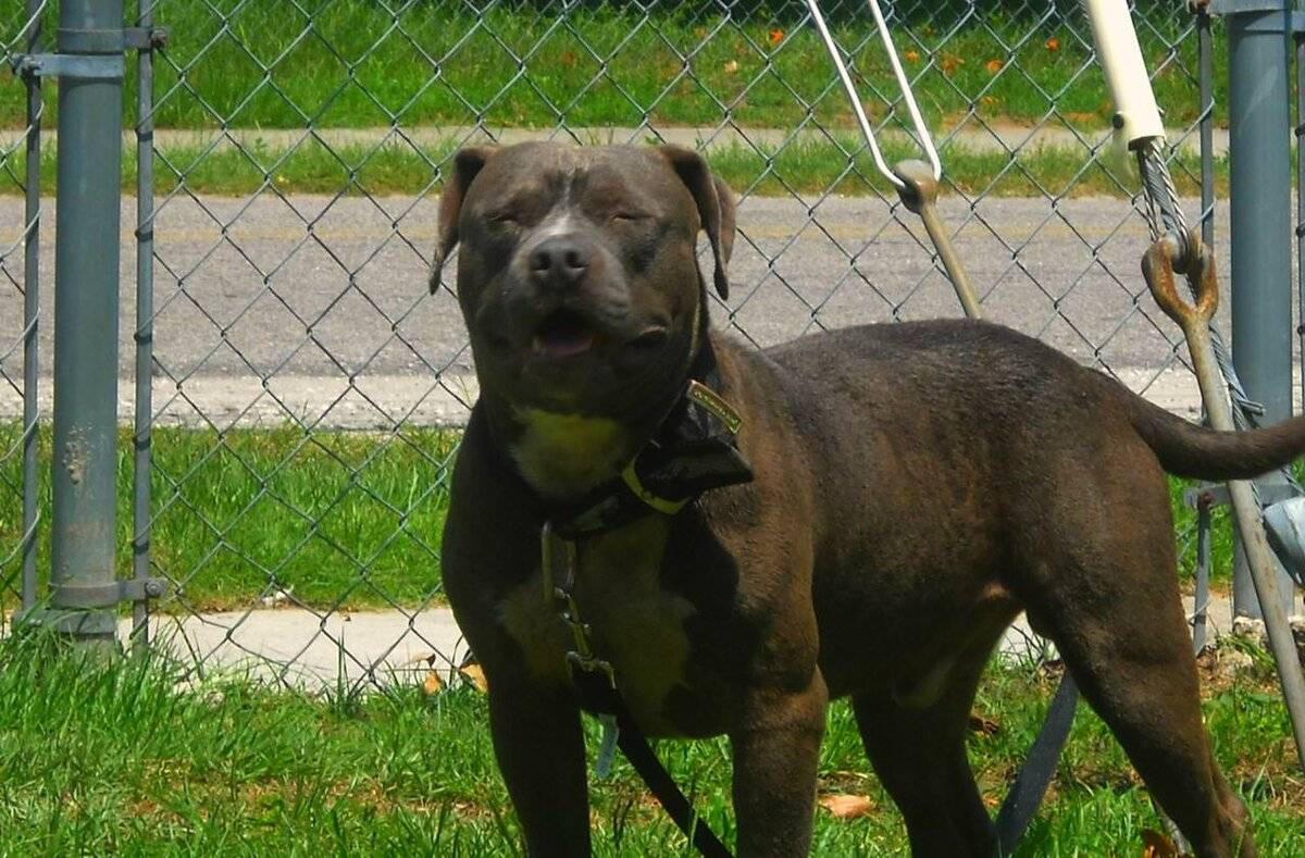 Порода собак американский бандог и ее характеристики с фото