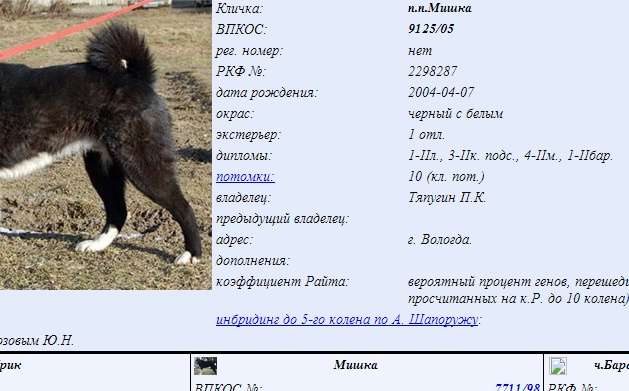 ᐉ клички для собак породы лайка: основные секреты выбора - ➡ motildazoo.ru
