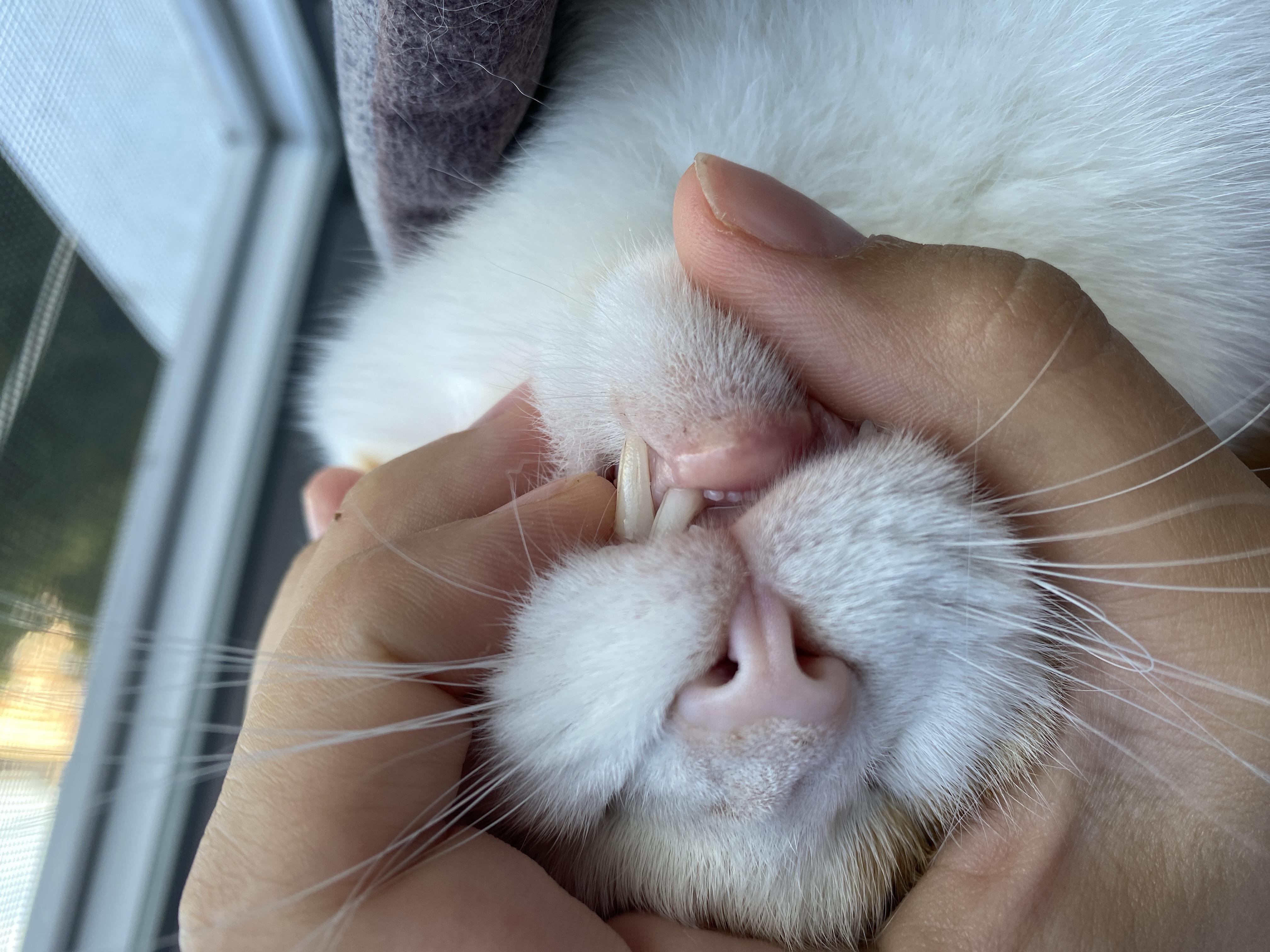Что делать если у кота опухла нижняя губа?
