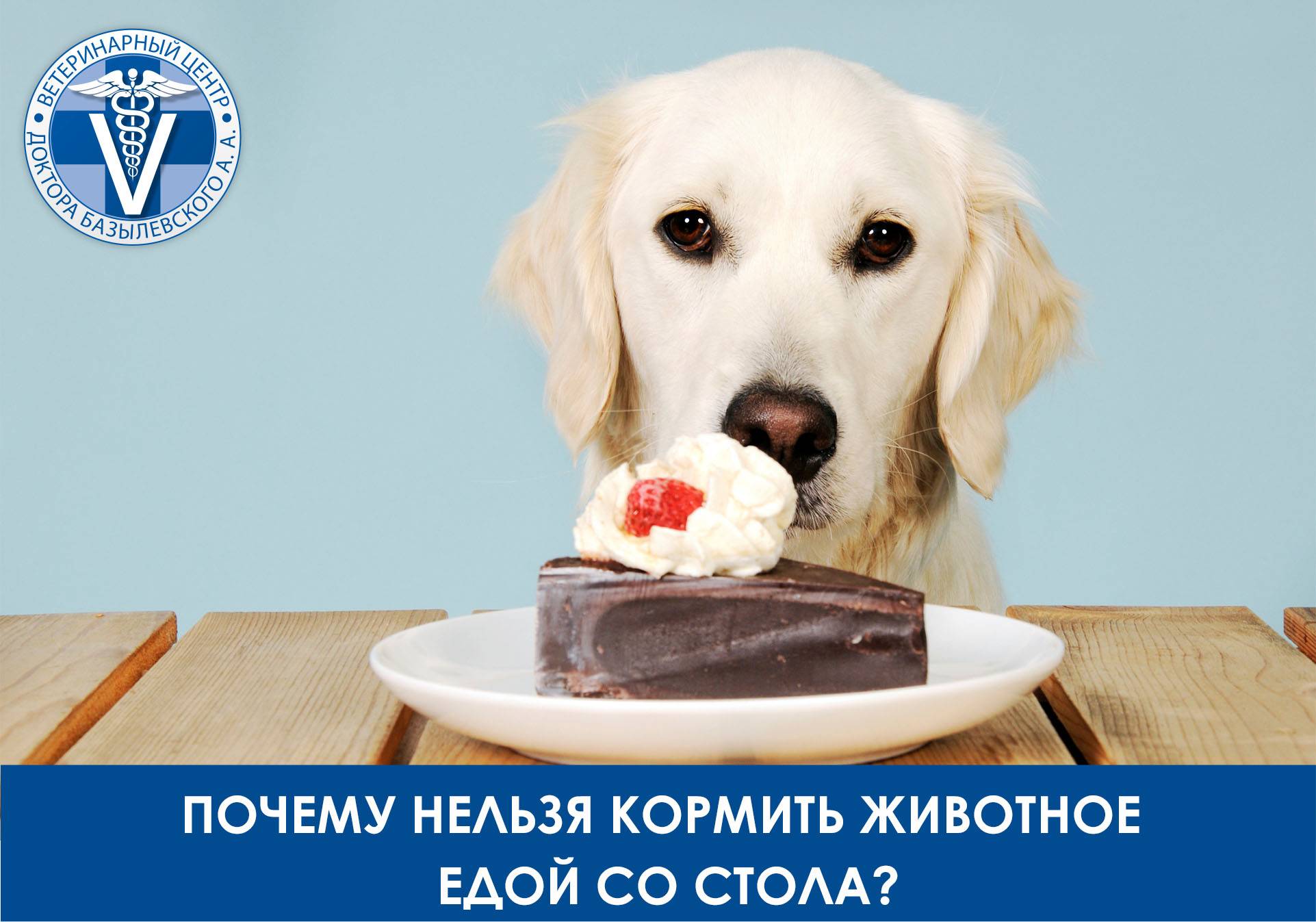 Чем нельзя кормить собаку: список запрещенных продуктов, что категорически нельзя давать собакам из еды