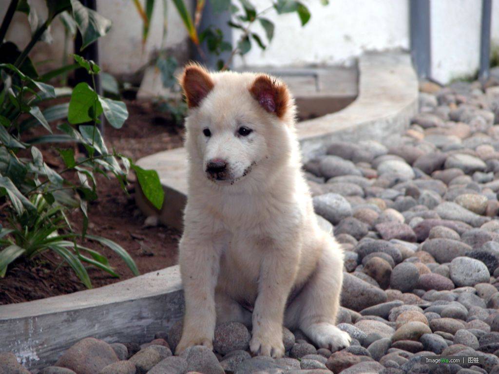 Самые редкие породы собак в мире – 25 с фото и описанием