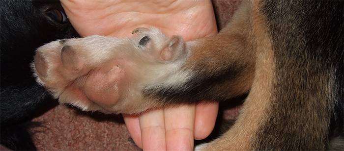 Пятые пальцы у щенков на задних лапах: стоит ли их удалять? как происходит удаление - автор екатерина данилова - журнал женское мнение