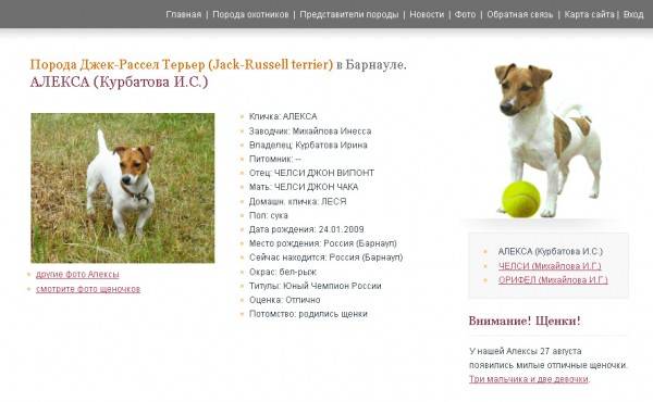 Джек рассел терьер