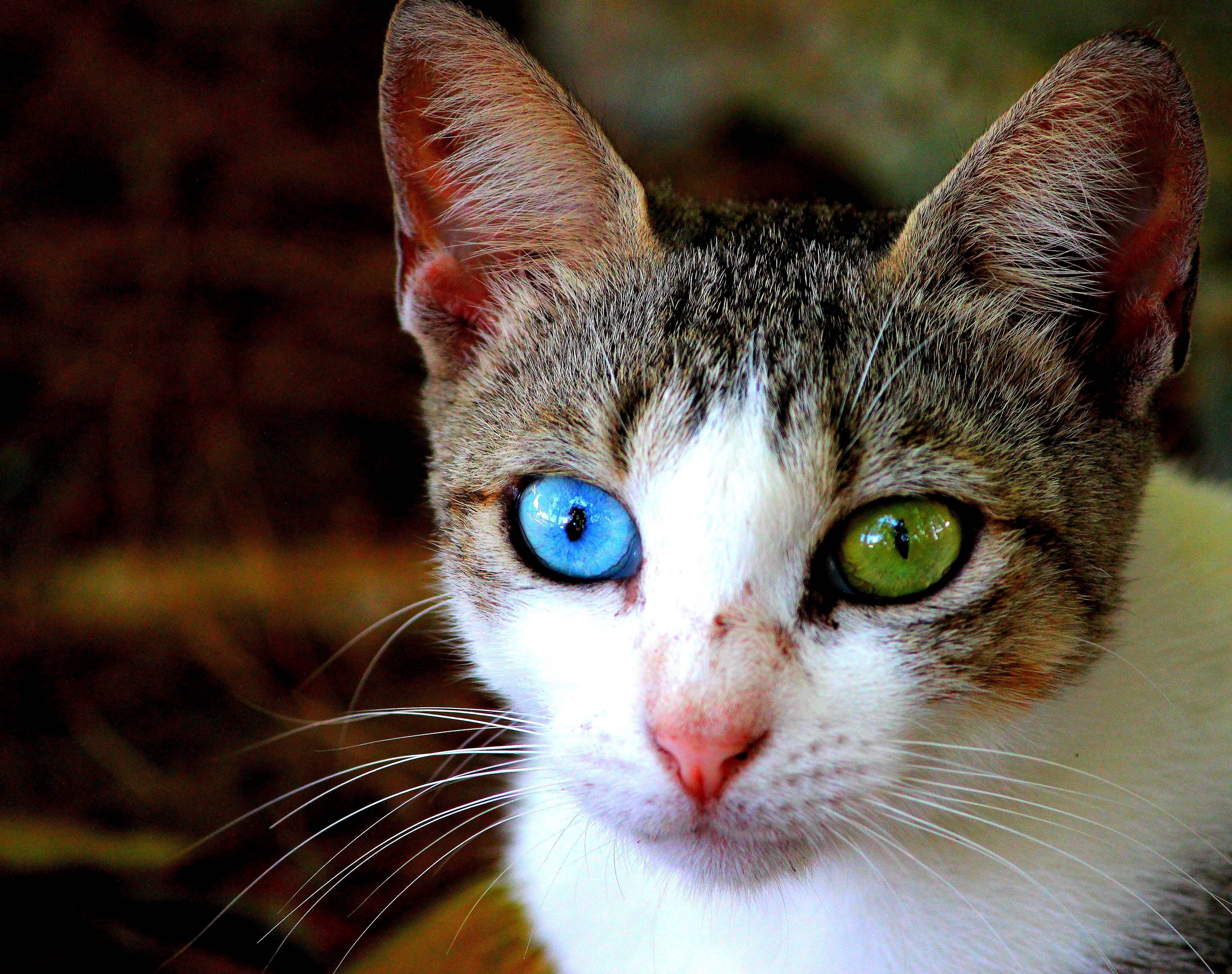 Явление разных глаз у кошек: названия популярных пород и причины гетерохромии
