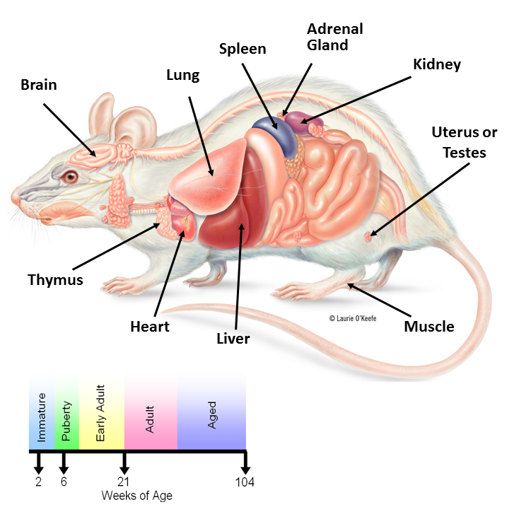 Внутренняя мышь. Анатомия крысы внутреннее строение. Внутреннее строение крысы схема. Пищеварительная система крысы. Расположение внутренних органов крысы.