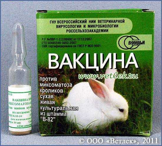 Вакцинация кроликов в домашних условиях — какие и когда делать прививки кролям
