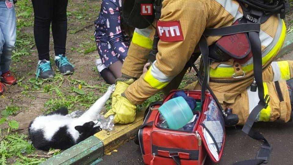 10 историй о героических кошках, которые спасли чьи-то жизни, а теперь спасут и ваш день