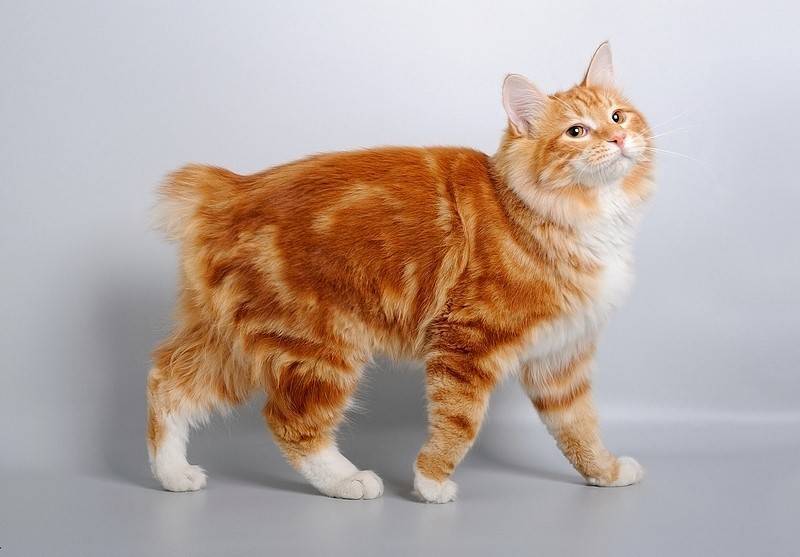 Кошки курильский бобтейл: характер, особенности породы, экстерьер, фото