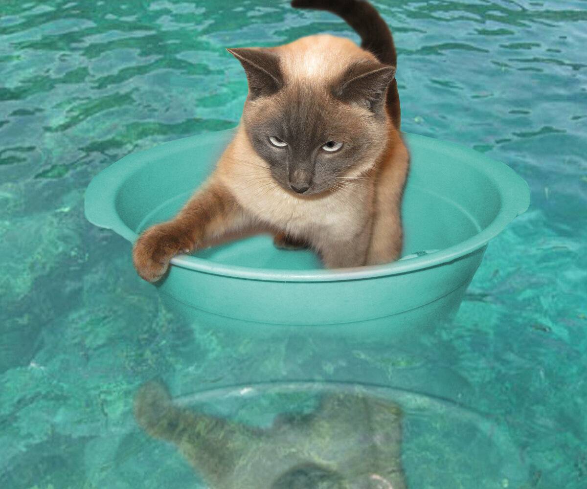 8 пород кошек, которые любят воду