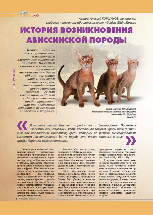 Рекомендации по правильному воспитанию кошки и выбору наказания за проделки | блог ветклиники "беланта"