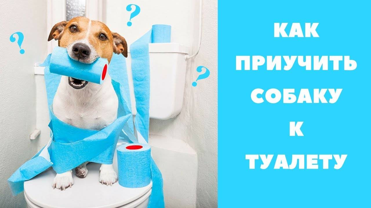 Как приучить щенка к туалету в квартире: быстро и просто