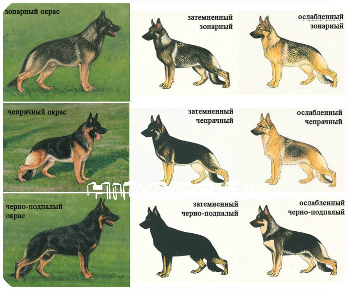 Что означает вид собаки. Породы собак чепрачного окраса. Немецкая овчарка чепрачного окраса. Восточноевропейская овчарка чепрачный. Немецкая овчарка зонарно-рыжего окраса.