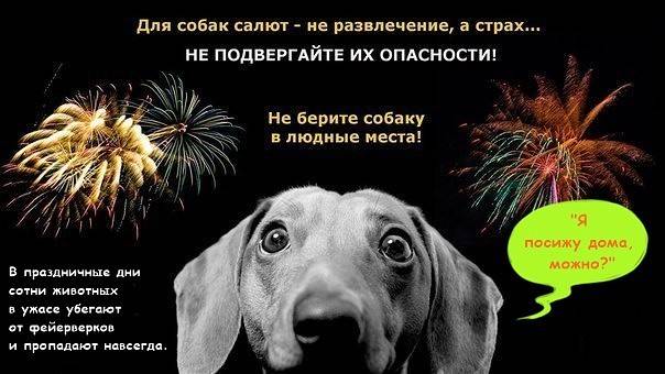 Собака боится громких звуков (выстрелов, салюта, грома и грозы) - что делать и как отучить - dogtricks.ru