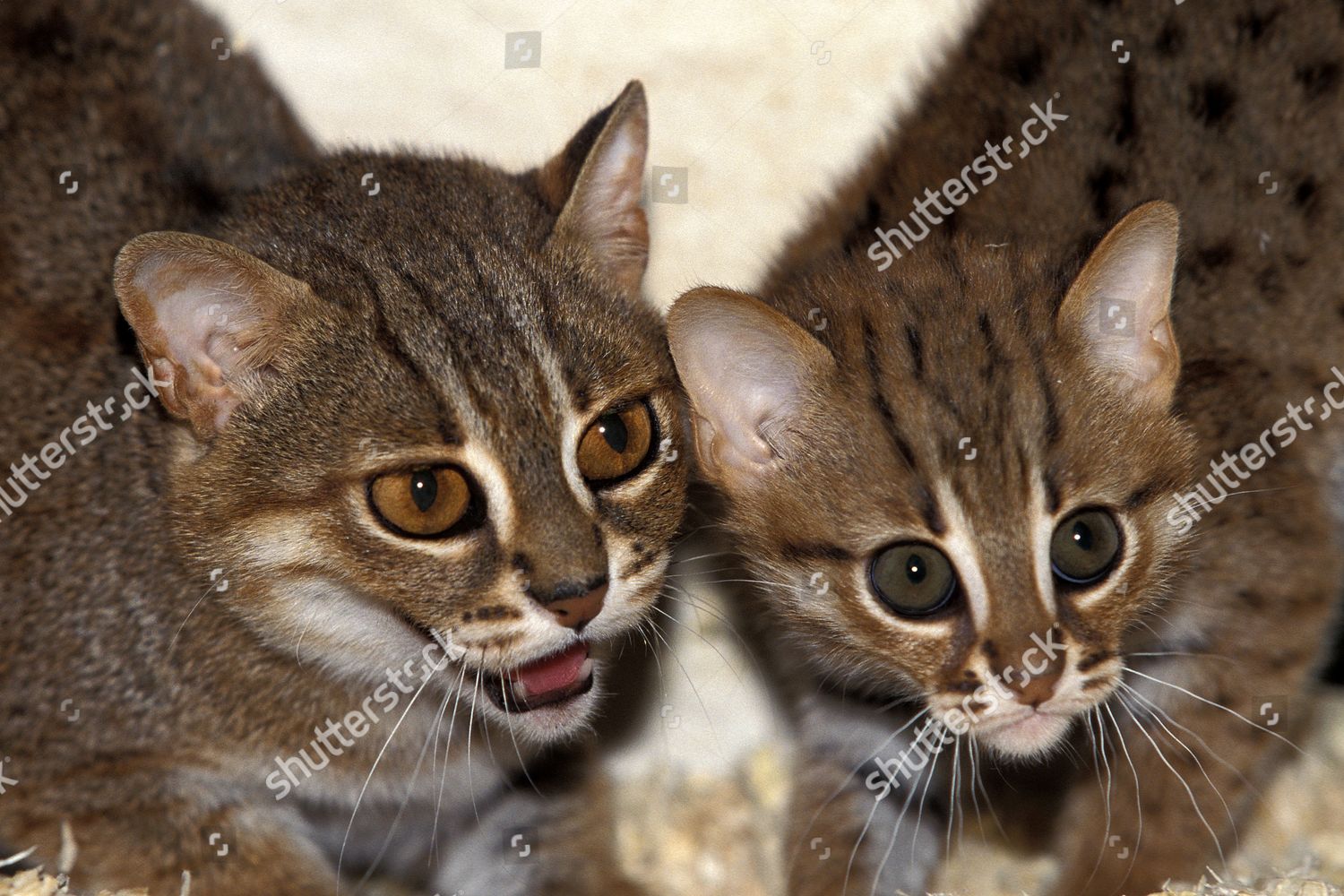 Ржавая кошка: обаятельная маленькая хищница