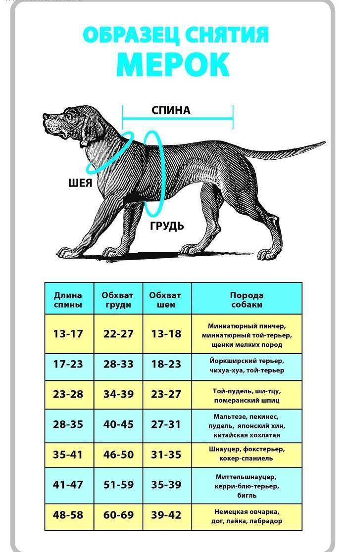 Рост и вес щенка немецкой овчарки по месяцам, сколько весит взрослая собака и какие ее размеры