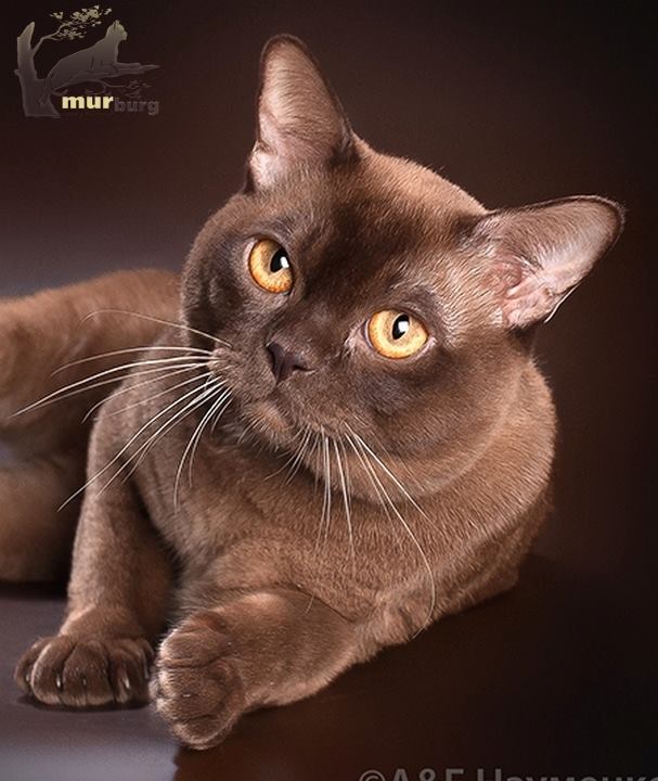 Йоркская шоколадная кошка | voprosoff.net