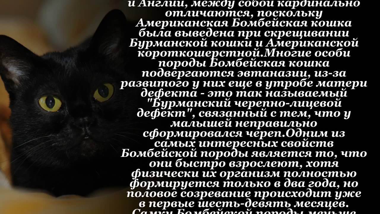 Популярные породы чёрного кота, характер и содержание питомцев