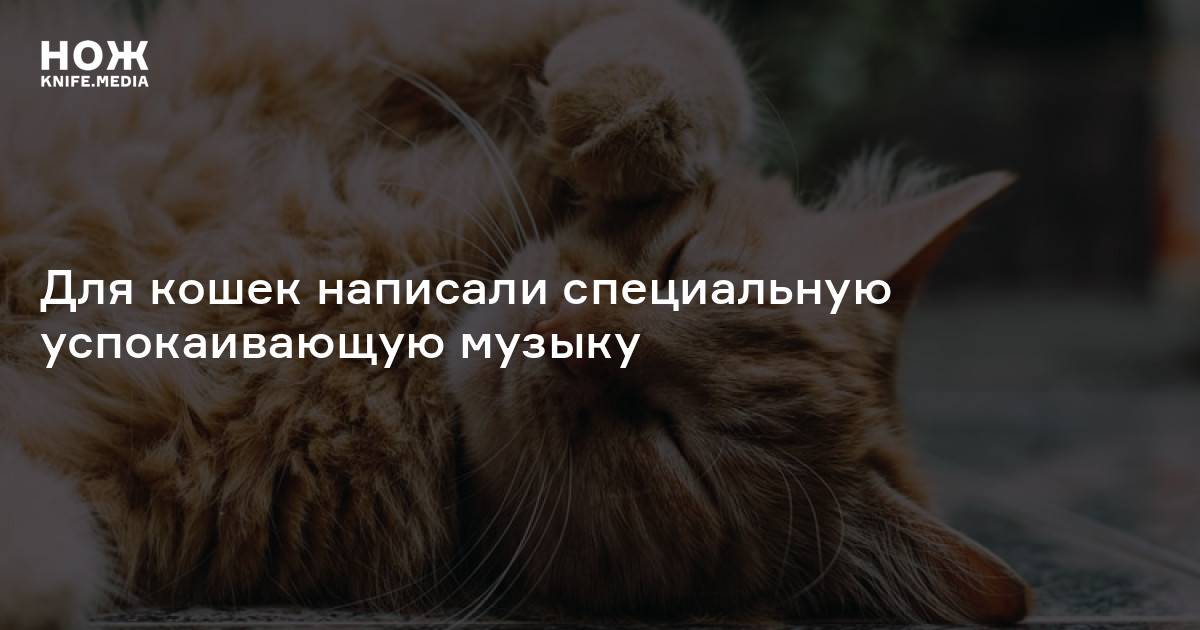 ᐉ как кошки реагируют на музыку? - ➡ motildazoo.ru