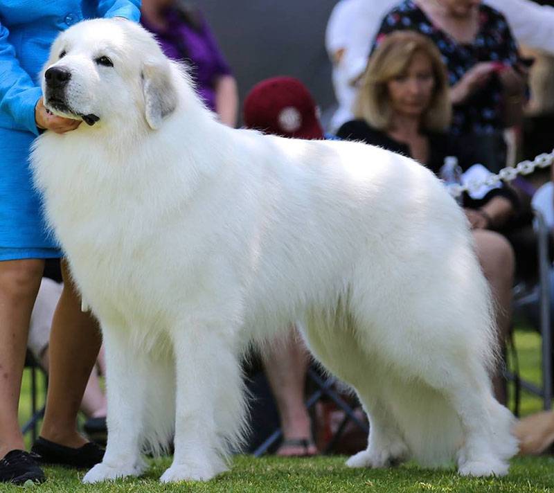 ᐉ описание породы пиренейская горная собака - ➡ motildazoo.ru