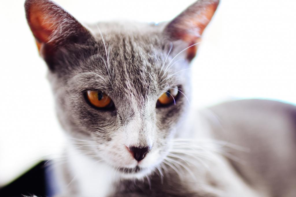 Что означает, если кошка щурит один глаз?
