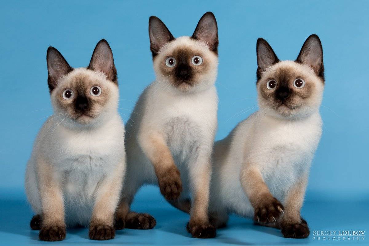 Той-боб (скиф-тай-дон): фото, описание, окрас, характер, стандарт породы кошек