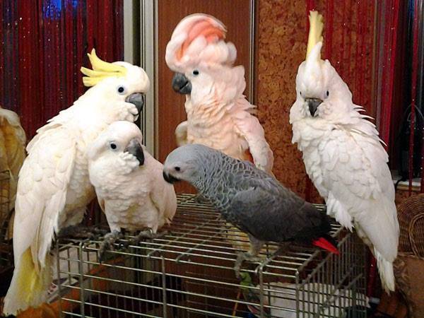 Сколько стоит какаду и как за ним ухаживать