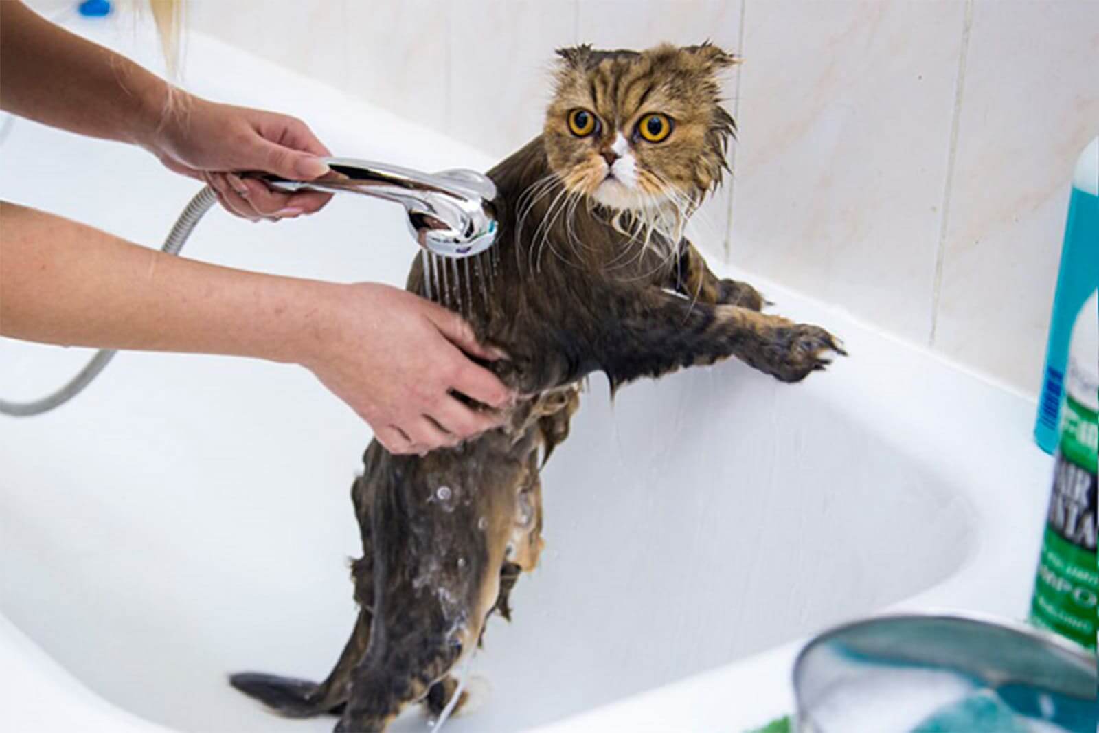 Как помыть котенка первый раз и можно ли купать котенка