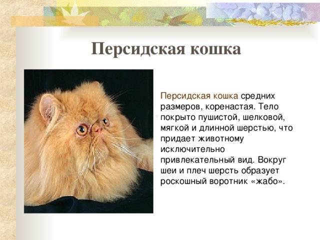Сколько живут персидские кошки – от чего зависит продолжительность жизни и как ее продлить?