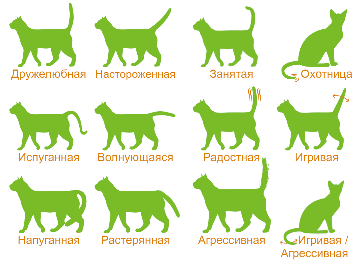Почему кот не двигается. Почему кот не двигается