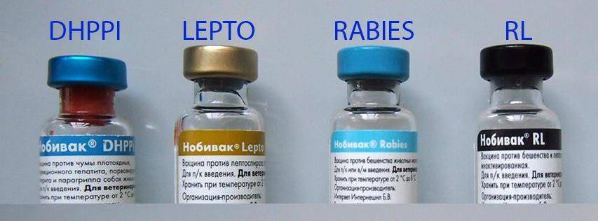 Вакцина Нобивак DHPPI И рабиес. Вакцина Нобивак DHPPI для собак. Нобивак DHPPI l4 Rabies. Нобивак комплекс с бешенством для собак. Вакцины для собак 2024