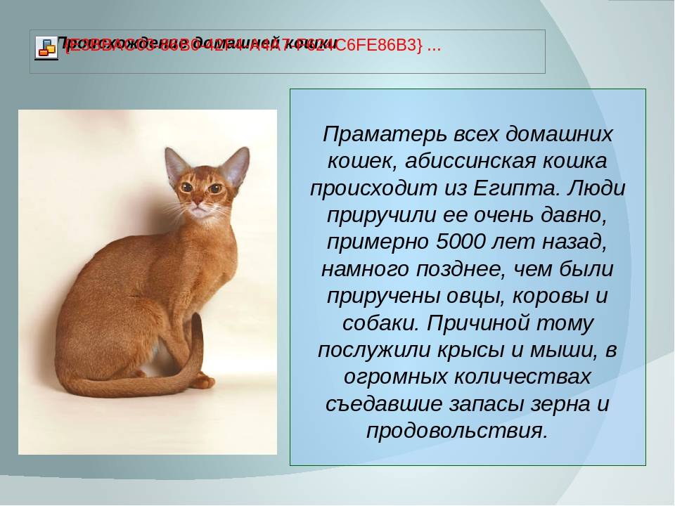 Абиссинская кошка: в чем секрет ее активности? - мир кошек