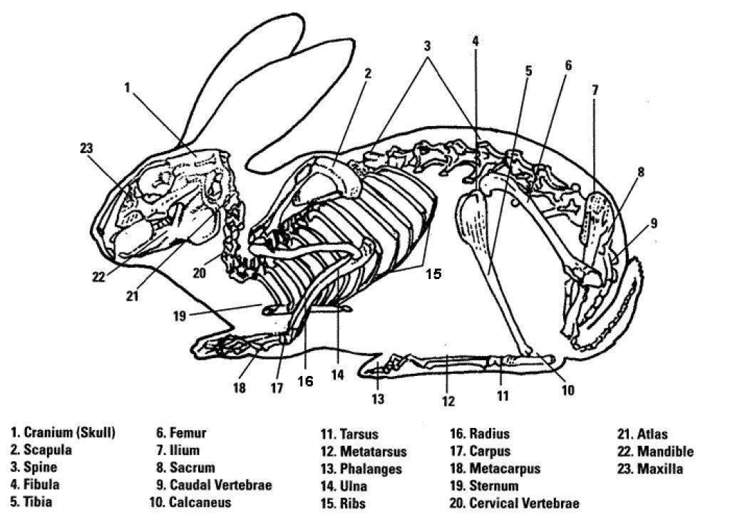 Особенности строения скелета кролика. Строение скелета кролика. Анатомия кролика скелет. Скелет млекопитающих кролик. Строение костей кролика.