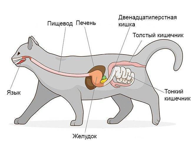 Запор у кота, слабительное для кошек (что давать котенку) - дюфалак, вазелиновое масло при запоре, как делать клизму в домашних условиях