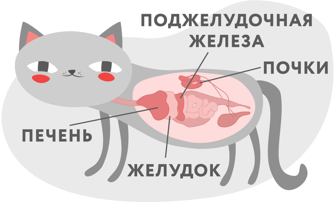 Кровь изо рта у кошки: причины, симптомы и лечение