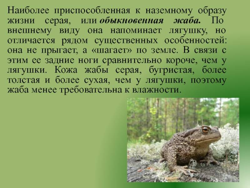 Камышовая жаба — представитель красной книги