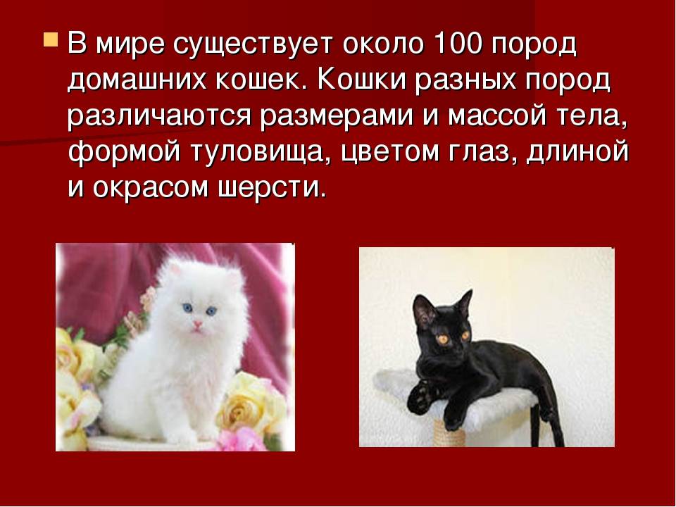 Сколько кошек в мире