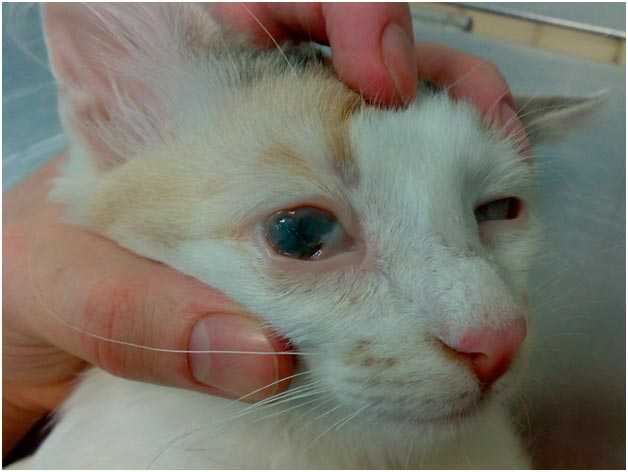 Как лечить конъюнктивит у кошек в домашних условиях: симптомы