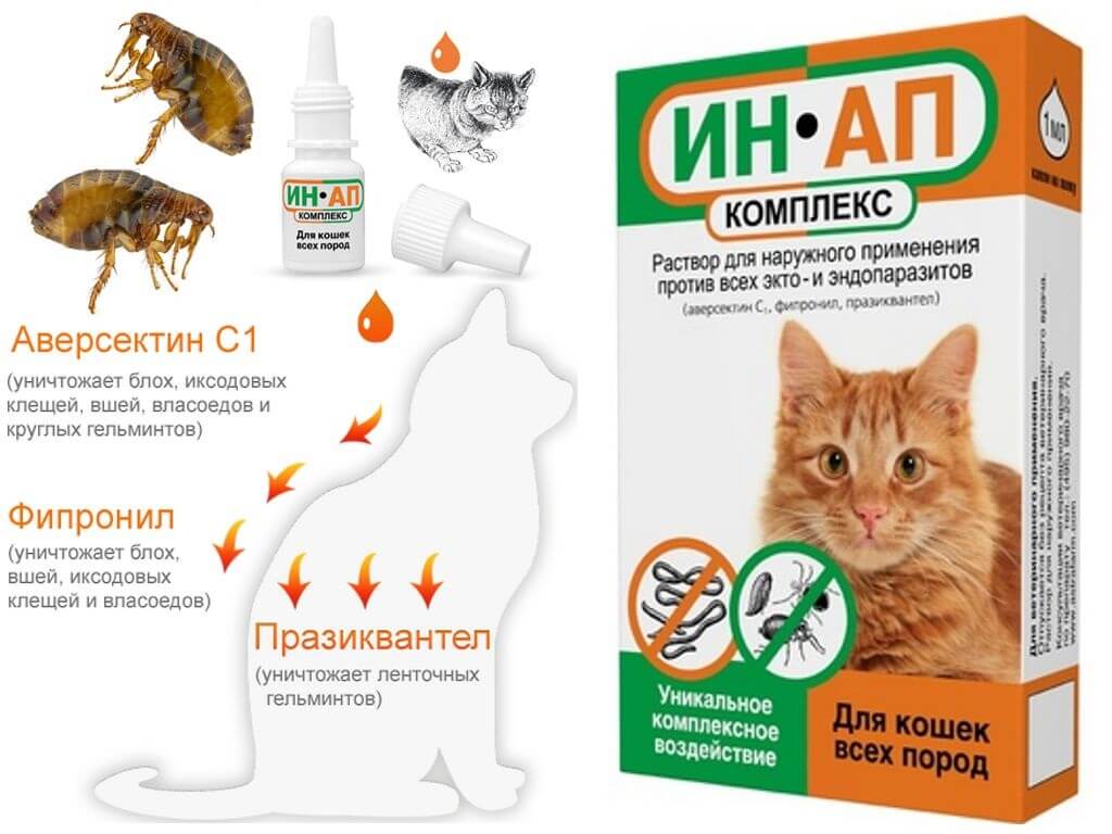 Капли от клещей для кошек: правила применения