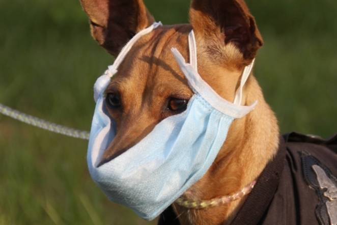 Учащенное дыхание у собак: причины и их объяснения
