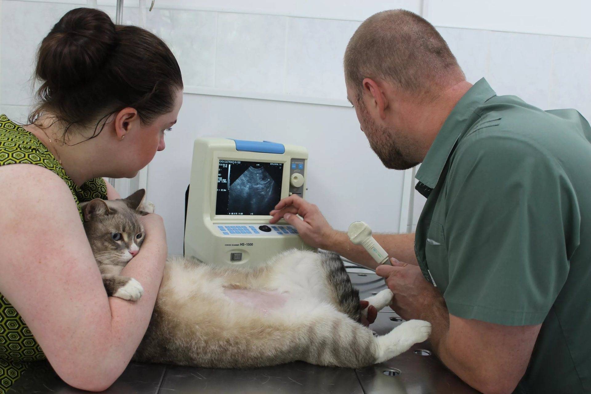 Уретропластика котов как оперативное лечение при осложнениях мочекаменной болезни