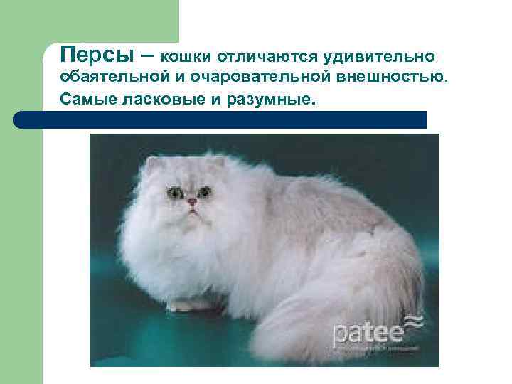 Сколько живут персидские кошки – продолжительность жизни