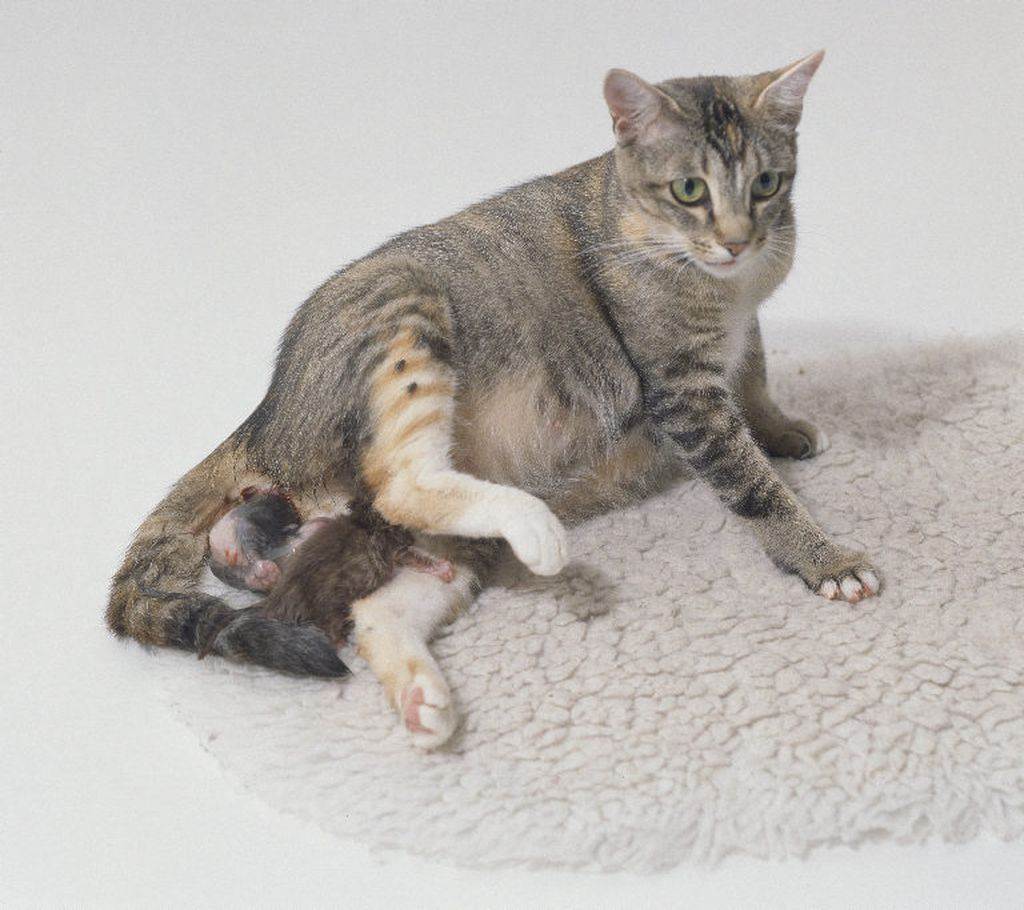 Угроза токсоплазмоза при беременности — нужно ли избавляться от кошки?